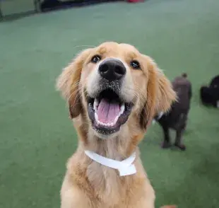 Una buena guardería de perros debe tener profesionales capacitados, ser segura y espaciosa