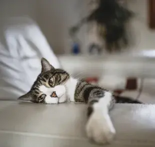 El gato con problema renal presenta síntomas como pérdida de apetito, apatía, cansancio y vómitos