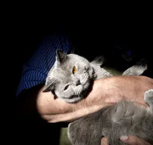 La toxoplasmosis, o enfermedad del gato, no se transmite a través del contacto directo con los felinos