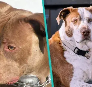 ¿Es peligroso el American Pitbull Terrier?