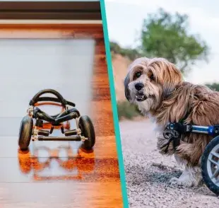 Un perro puede vivir feliz, aun si le falta alguna extremidad.