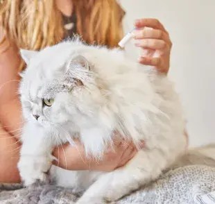 Elegir la medicina adecuada para tu mascota implica buscar orientación de un veterinario