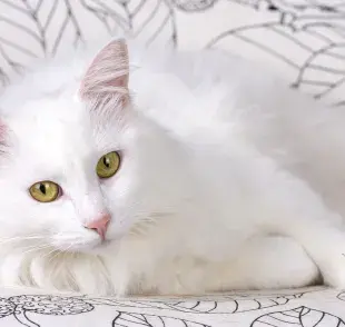 GATO DE ANGORA BLANCO