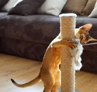 Los gimnasios para gatos pueden ser cualquier cosa en la que puedan hacer actividad física