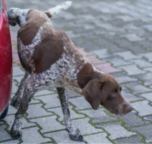 Los perros hacen pipí en las llantas para marcar territorio|  Imagen obtenida de Getty