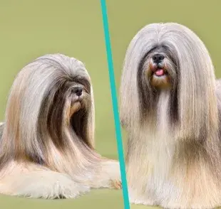 perro tibetano