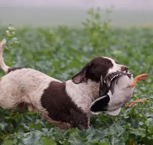 Nosotros te enseñamos cómo distinguir a este par de cazadores y unos cuantos más.