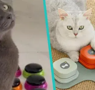 el tutor registra con sus propias palabras de voz que son reconocidas por perros o gatos, tales como el jugar, el paseo y la comida.
