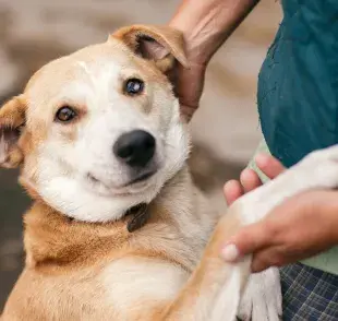 ¡Adoptar es cambiar vidas!
