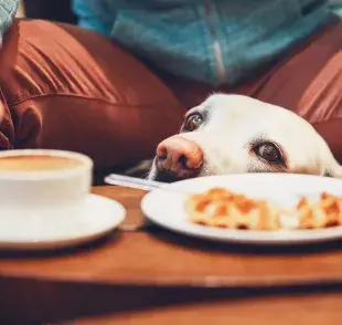 Si tu mascota consume alguno de los alimentos que los perros no pueden comer, llévalo inmediatamente a un veterinario para que reciba el tratamiento adecuado.