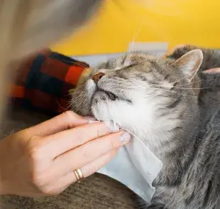 El baño en seco para gatos ayuda a evitarle estrés