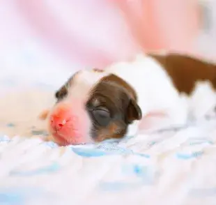 Los cachorros abren sus ojos en los primeros 10 a 14 días de nacidos