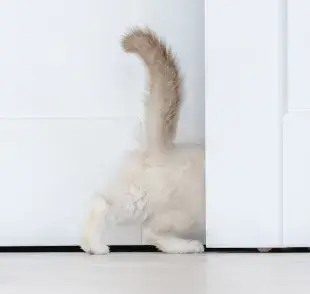 La expresión favorita es que tu gatito mantenga su colita recta en 90°