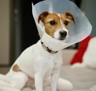 El collar tiene el mismo objetivo que la ropa quirúrgica