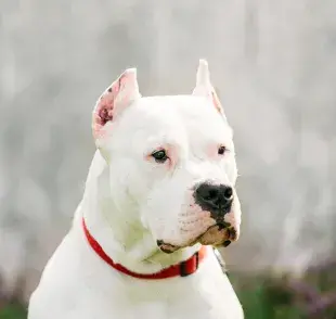 El dogo argentino es un perro de alto mantenimiento y entrenamiento