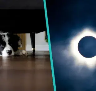 Eclipse solar 2024, así afectará a tu mascota