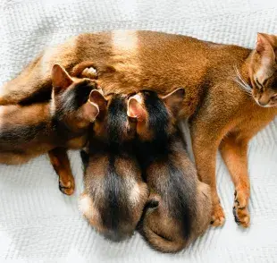 El embarazo de una gata, suele ser de dos meses, de 63 a 65 días y a veces requerirá de cuidados especiales.