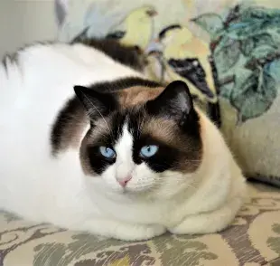 El tratamiento para tratar la obesidad felina estará basado en la salud de tu gato.