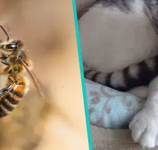 Recuerda que si los gatos han sido picados con anterioridad, podrían desarrollar una reacción alérgica mortal