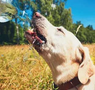 La temperatura normal de un perro varía entre 38º C y 39.3º C