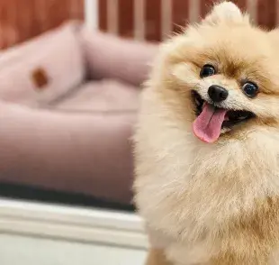 Recuerda que lo publicado en Patas en Casa no sustituye la opinión de un profesional de la medicina veterinaria