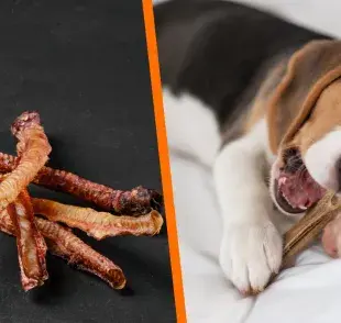 Siempre que ofrezcas huesos para perros, procura vigilarlo