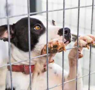¿Por qué algunas guarderías no utilizan jaulas para perros? 