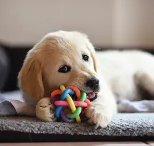 es una herramienta que te ayudará a liberar la energía de un perro ansioso a la hora de comer.