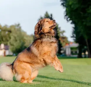El perro más caro del mundo es el Mastiff Tibetano