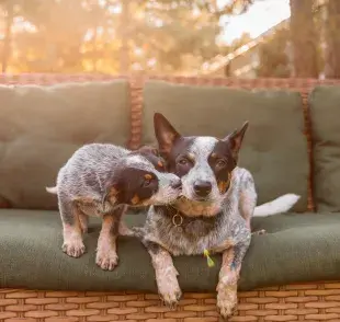  Todos los números son aproximados. Consulta con tu veterinario si tienes dudas.