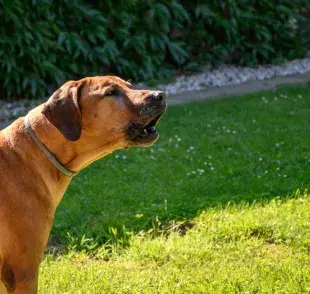 Los perros ladran a la nada gracias al alcance de sus sentidos