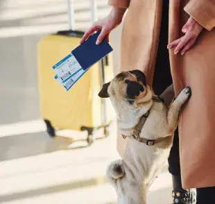 Te recomendamos que tu mascota tenga el estómago y la vejiga vacía