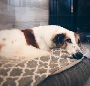 Así puedes hacer una cama para perro grande en casa