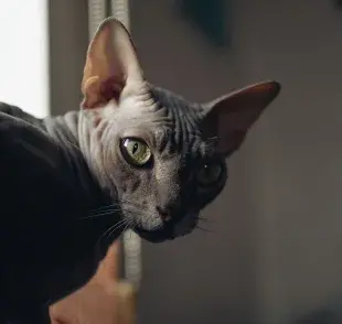 A esa raza se le conoce como Sphynx