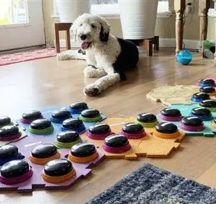Algunos gatos también están empezando a usar botones como una forma de comunicarse con sus tutores