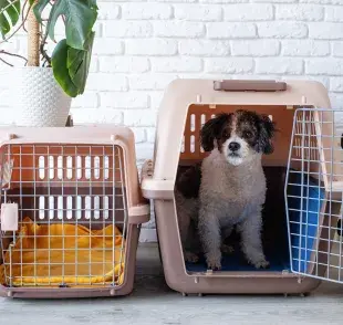 Qué debes considerar para elegir la mejor transportadora para perros.