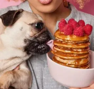 4 cosas incorrectas que todo tutor hace y que pueden provocar diabetes al perro