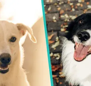 5 palabras que hacen feliz a tu perro