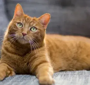 8 mitos sobre los gatos que resultaron ser ciertos