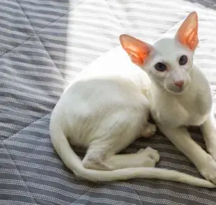 8 razas de gatos más raras e inusuales