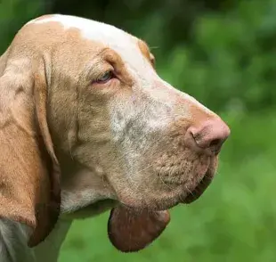 el perro con orejas grandes no solo es sinónimo de ternura: estos animales necesitan cuidados especiales 