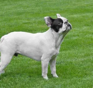 Estas son las enfermedades que más padece el bulldog francés