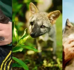 Hombre cuida de cachorro salvaje herido y se sorprende cuando el animal lo visita tiempo después