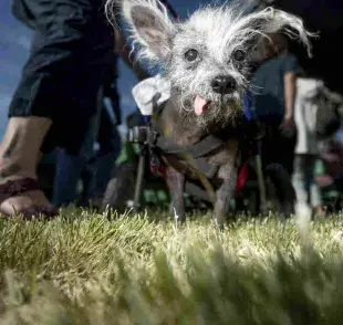 Esta es la raza de perros considerada la más fea
