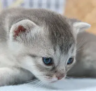 5 motivos por los que tu gata podría haber rachazado a sus bebés