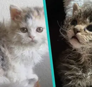 Selkirk Rex