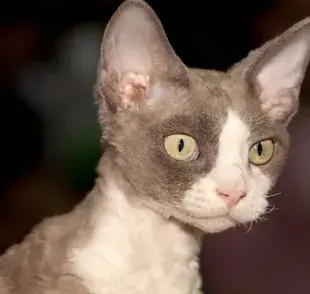 Las 8 razas de gatos más juguetonas que puedes adoptar