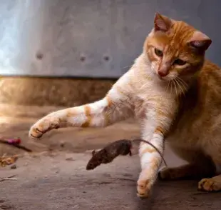 No puedes evitar que los gatos depreden pequeñas presas, pero sí puedes redireccionar esta energía a jugar en lugar de cazar