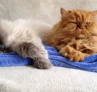 Cuántos años vive un gato persa