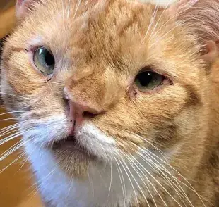 Existen los gatos con síndrome de Down